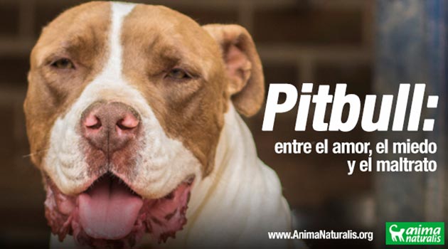 Pitbull_maltrato_El_Palpitar