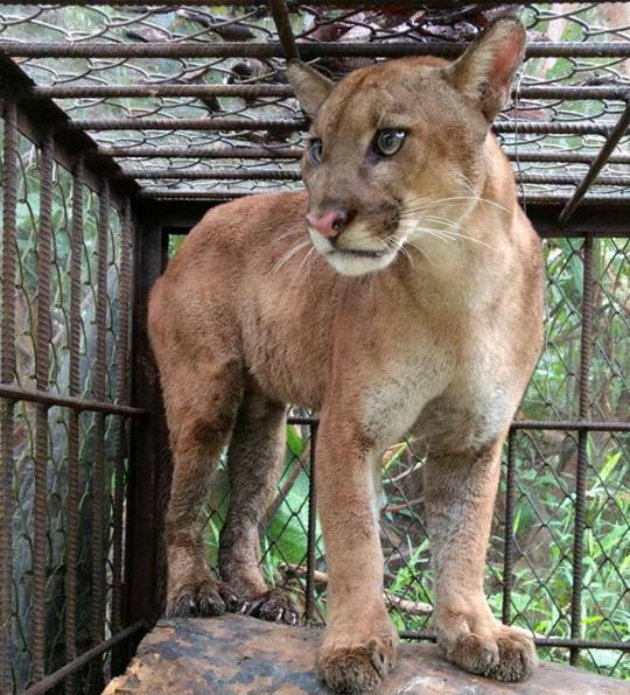 Puma-Urabá1