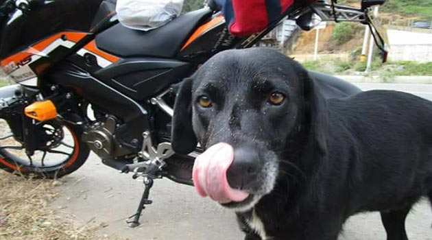 hurto_moto_perro