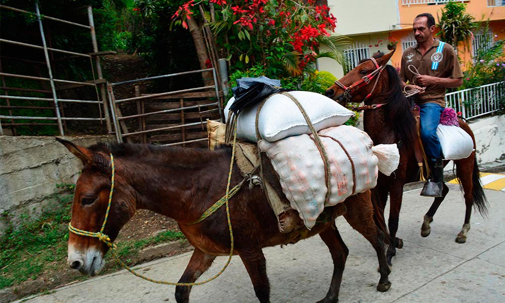 Campesino_Comfama_El_Palpitar