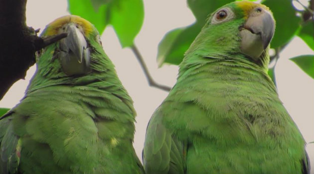 En el video se puede observar loros. Foto: CORTESÍA.