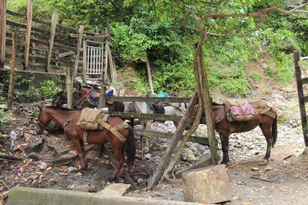 Animales de familias evacuadas