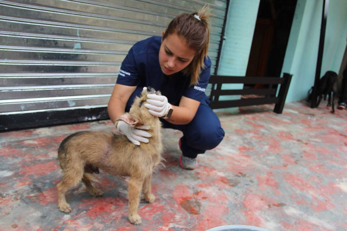 Animales de familias evacuadas